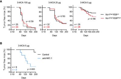 Type 1 Innate Lymphoid Cells Limit the Antitumoral Immune Response